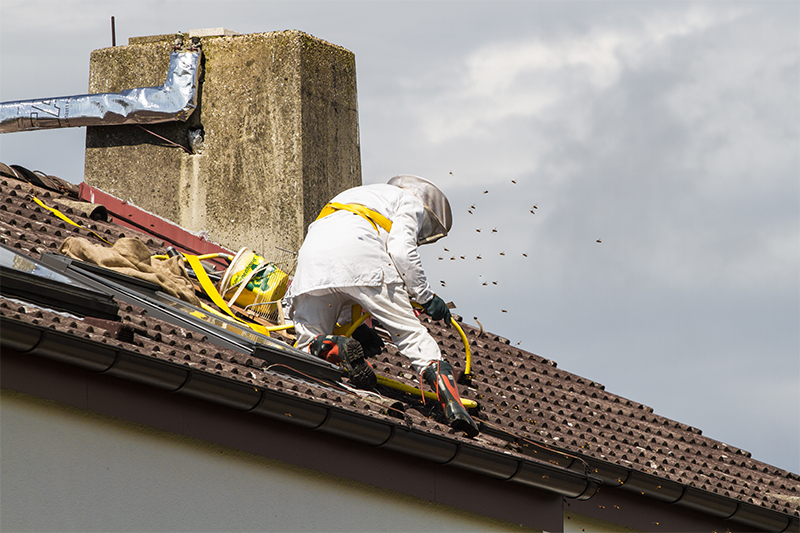 Bee Pest Control in Southampton Hampshire