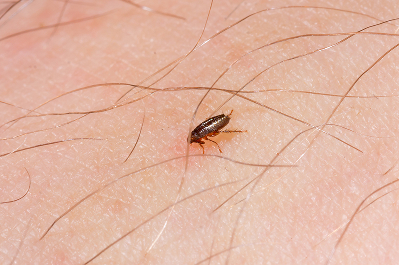 Flea Pest Control in Southampton Hampshire