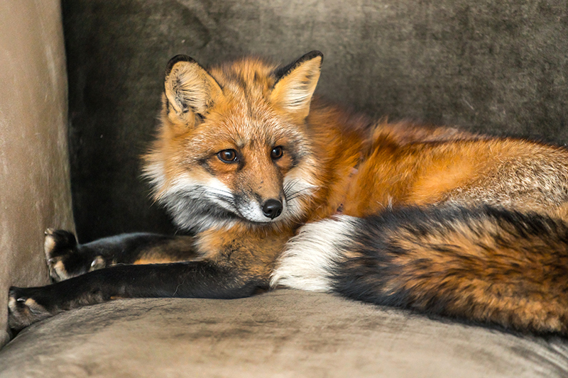Fox Pest Control in Southampton Hampshire